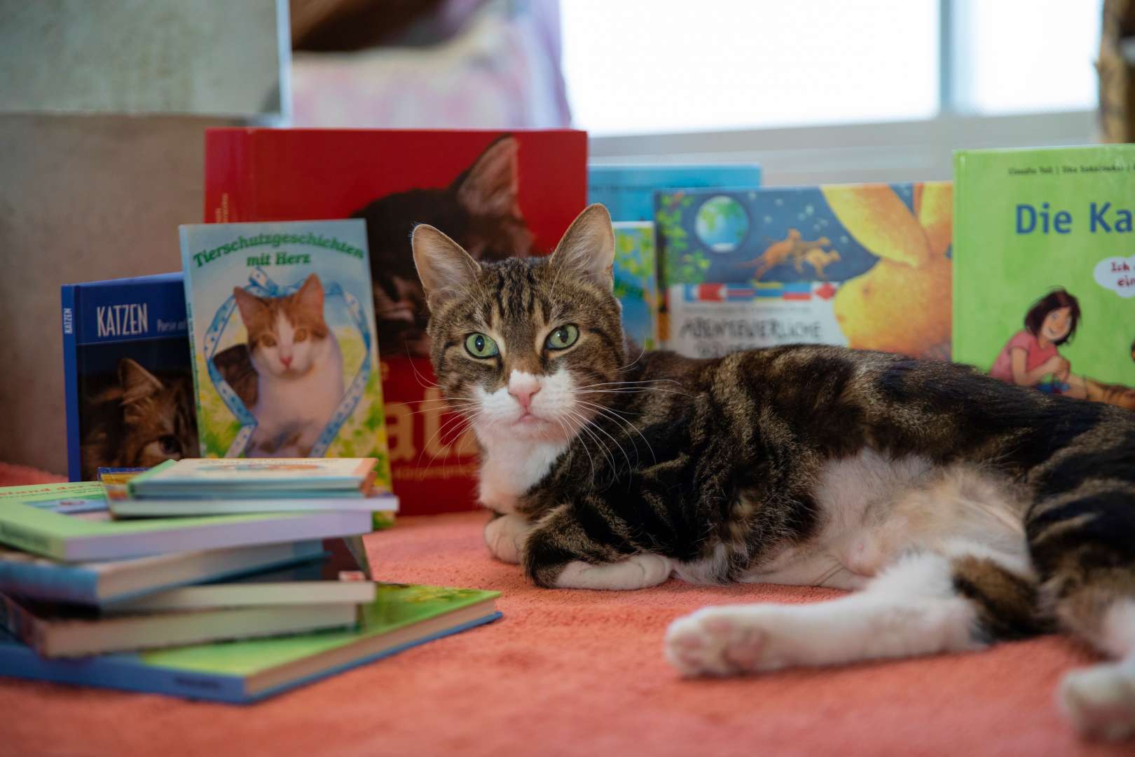 Kinder lesen Katzen vor